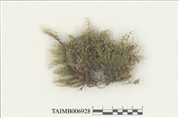 藏品(走燈苔屬)的圖片